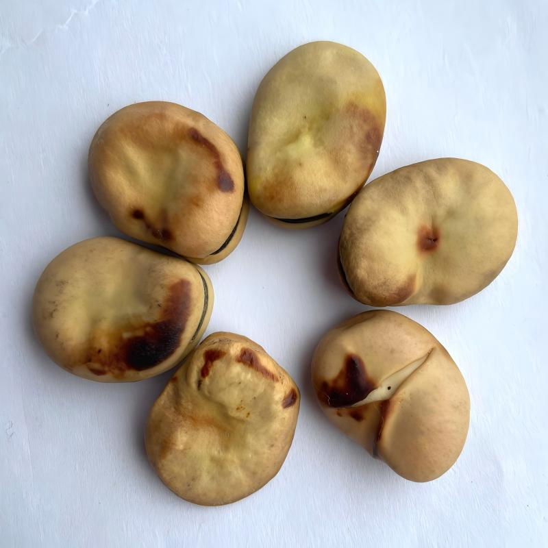 broad bean-6