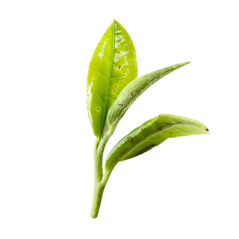fresh tea-3