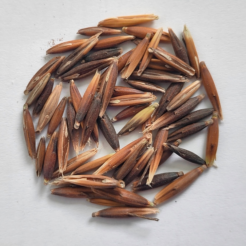 9.Oat.jpg
