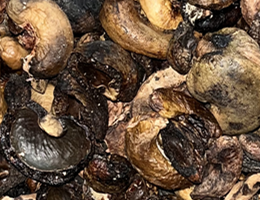 cashew-1