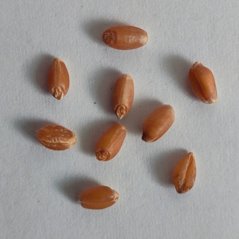 10.Wheat.jpg