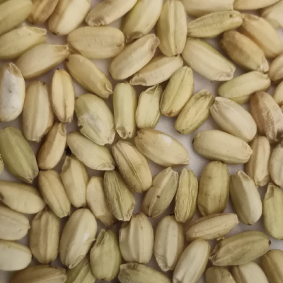 3.White Paddy.png