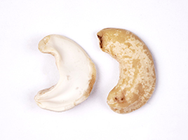 cashew-2