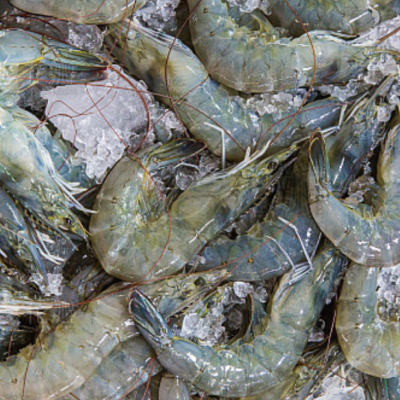 Seafood