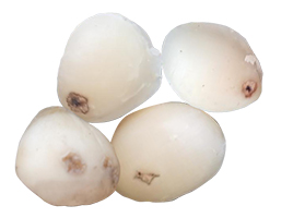 macadamia-6
