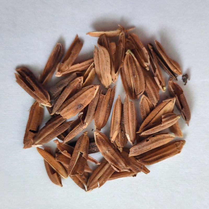 9.Rice Husk.jpg