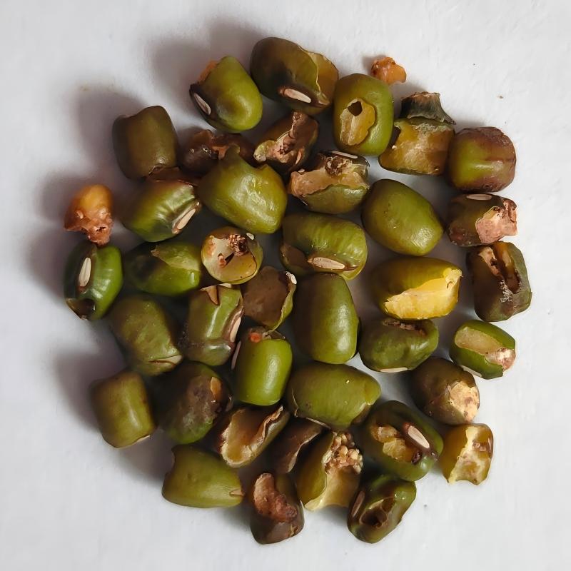 mung bean-7