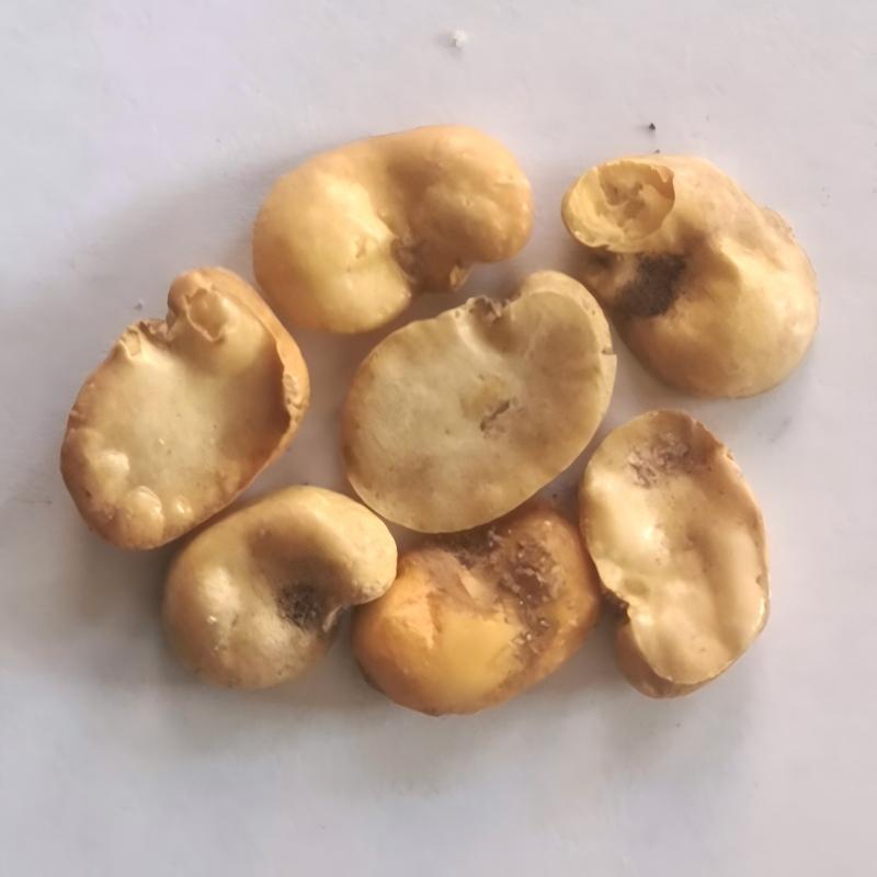 broad bean-7