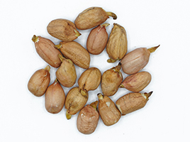peanut-18