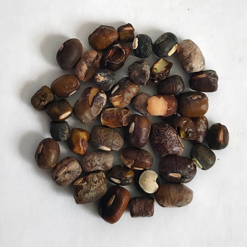 mung bean-1
