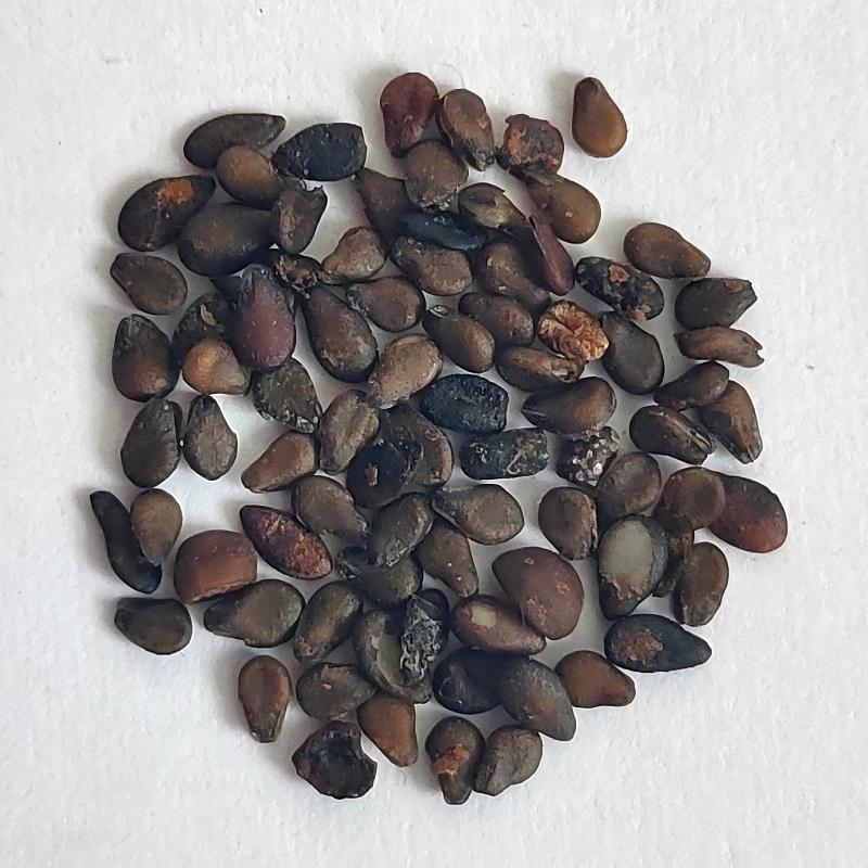 white sesame-5