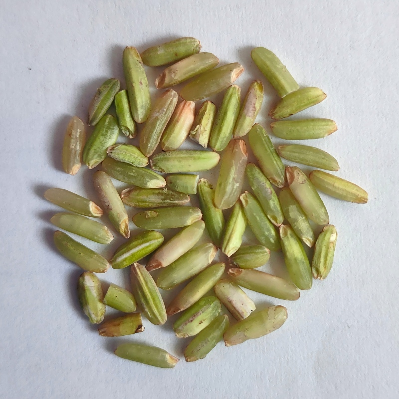 3.Green Kernel Rice.jpg