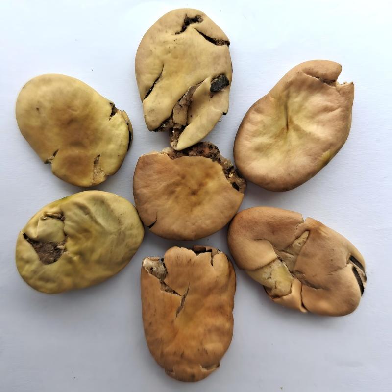 broad bean-4