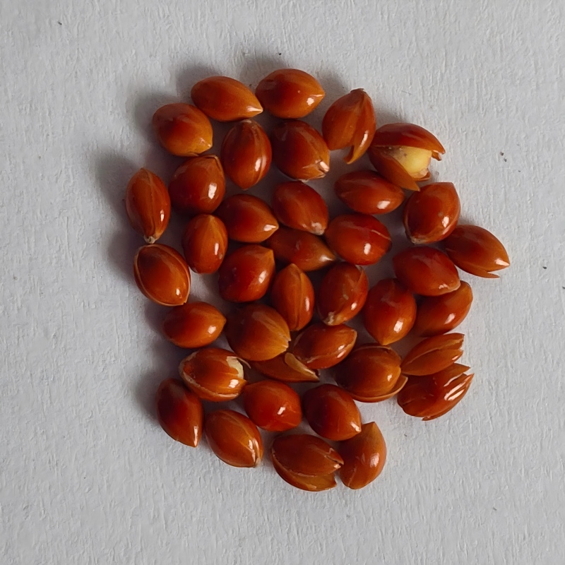 8.Grass Seeds.jpg