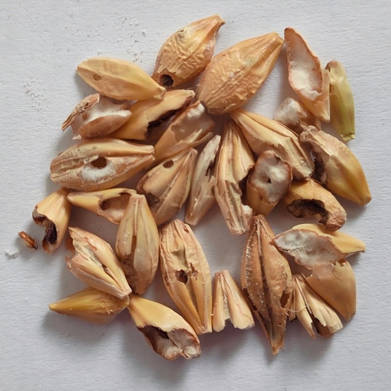6.Worm-eaten Grains.jpg
