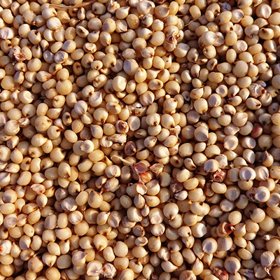 Sorghum