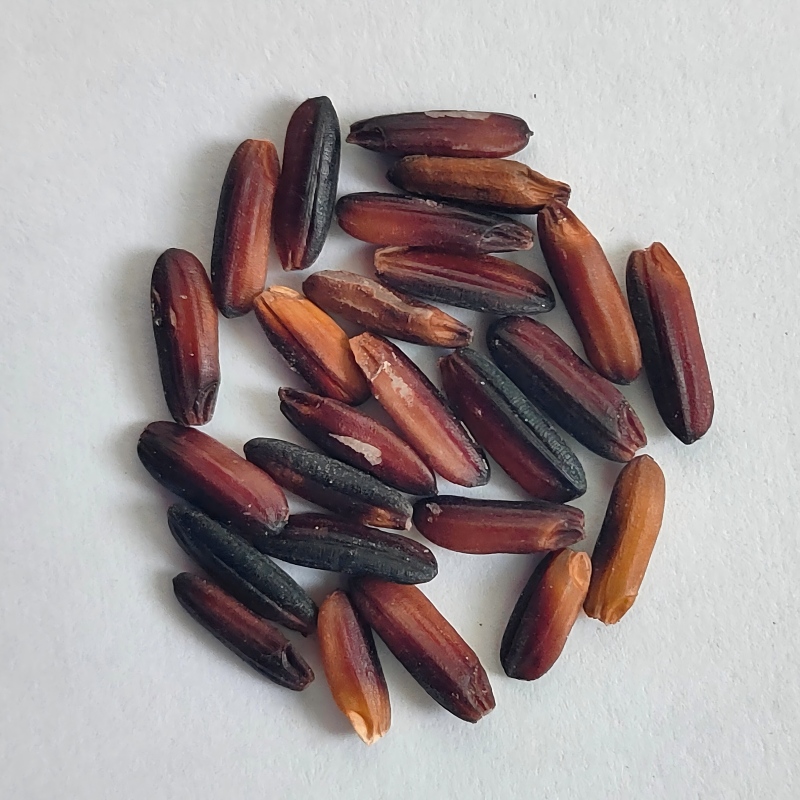 5.Immature Kernel.jpg