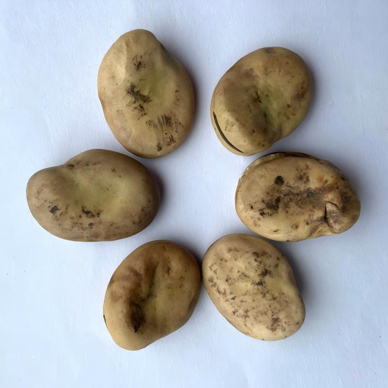 broad bean-5