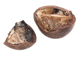 macadamia-1