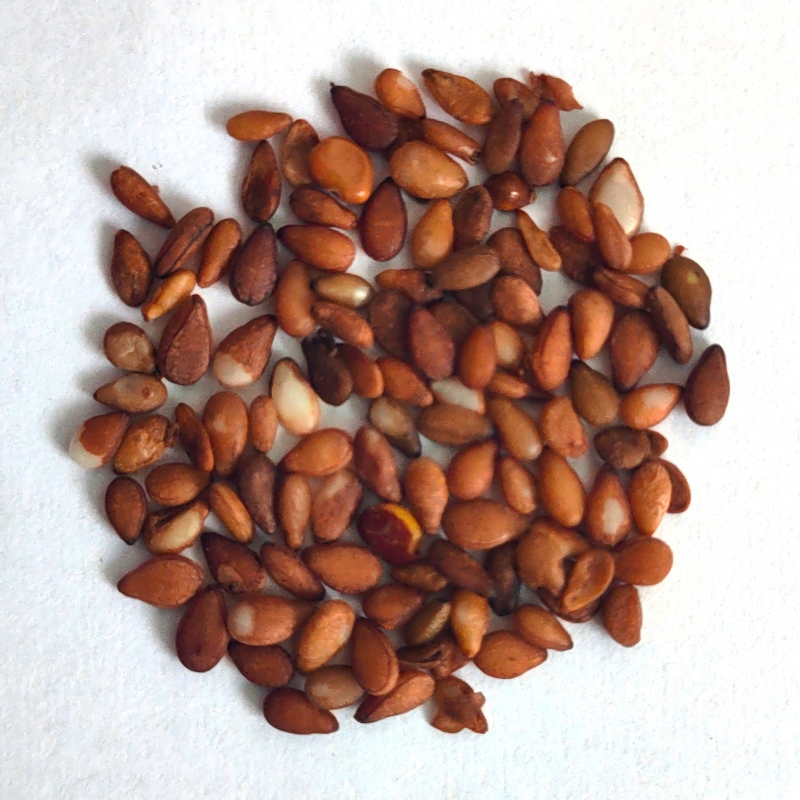 white sesame-4