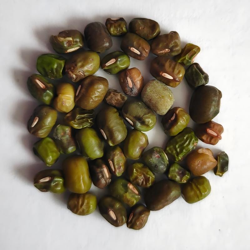 mung bean-4