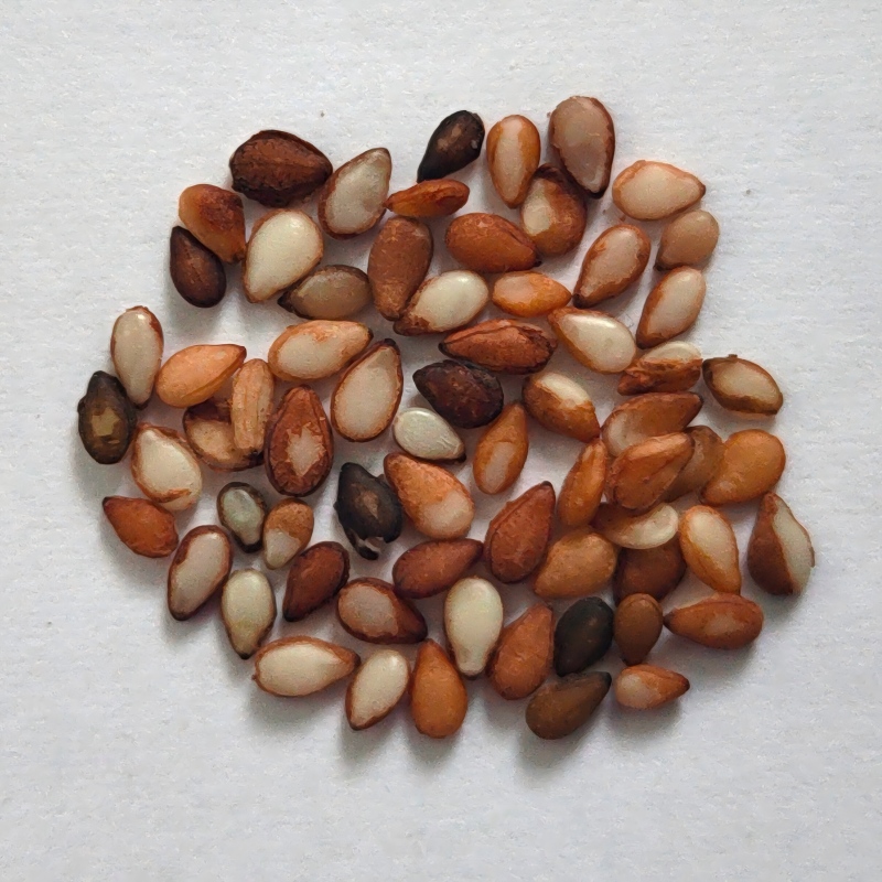 white sesame-3