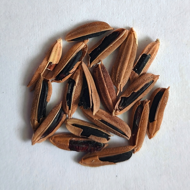 8.Incompletely Husked Rice.jpg