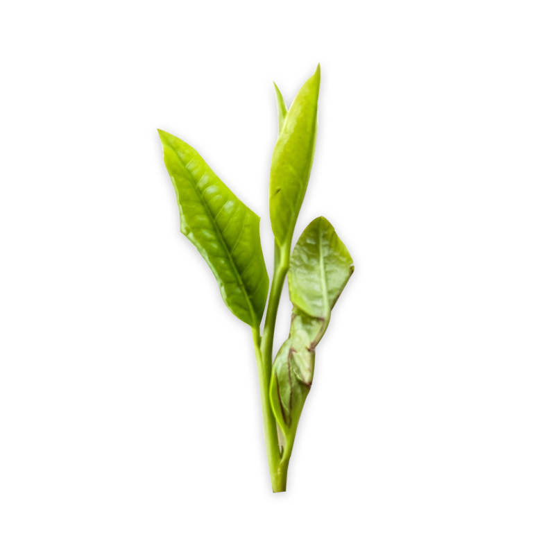 fresh tea-4