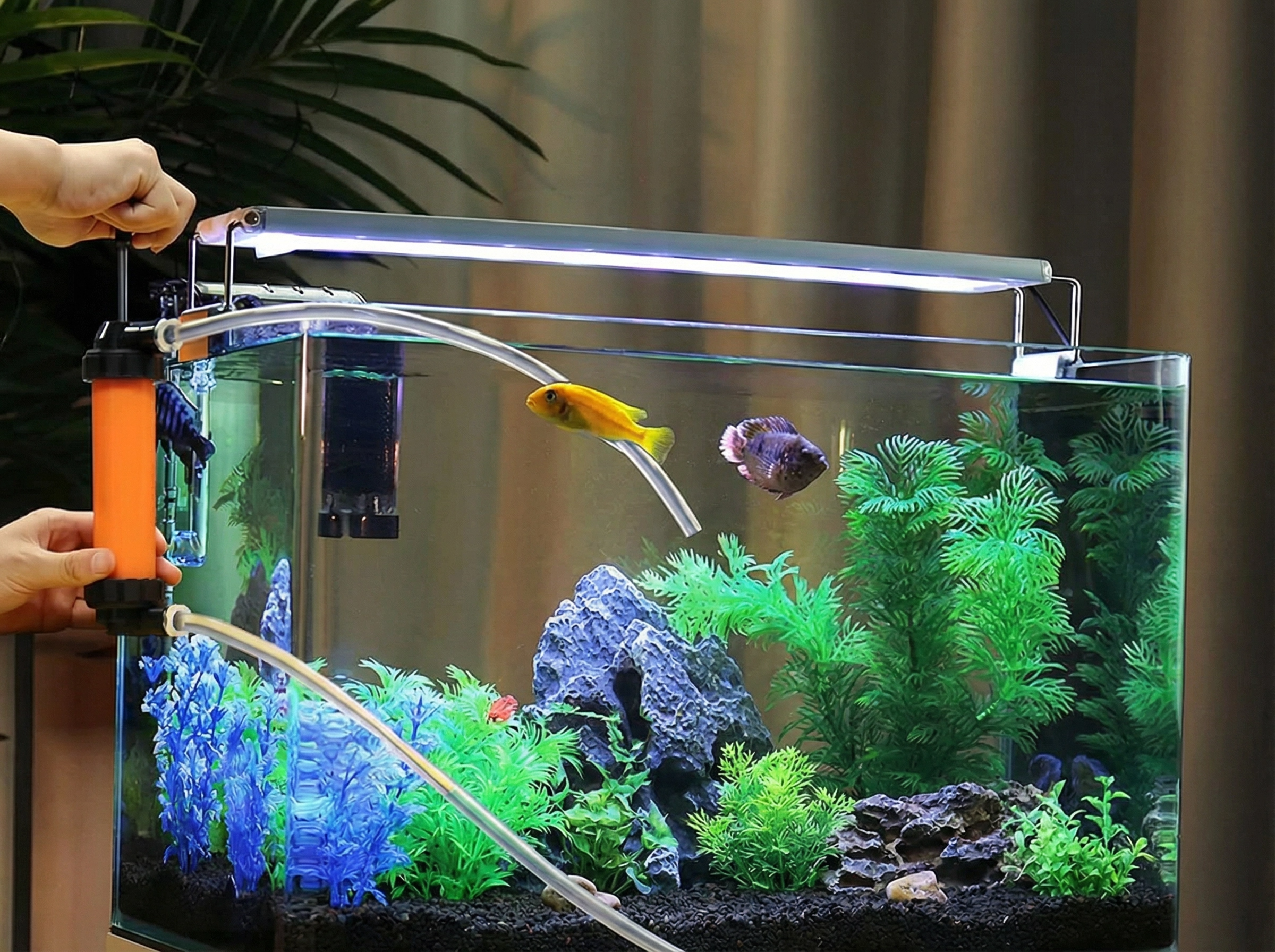 Manual siphon pump performing aquarium water change for fish tank maintenance