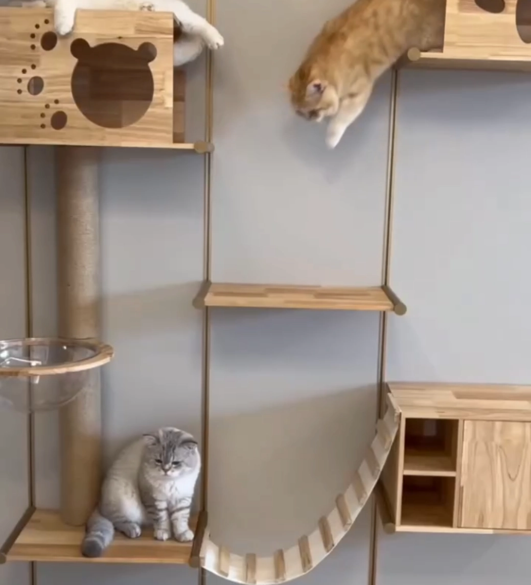 Kitty Drama Over,“Cat Wall” On!