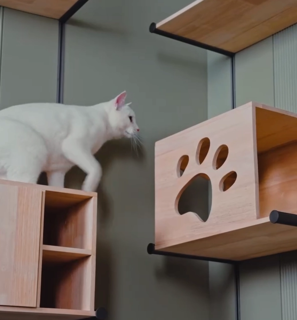 Kitty Approved! Solid Wood & Aluminum Cat Wall Tour