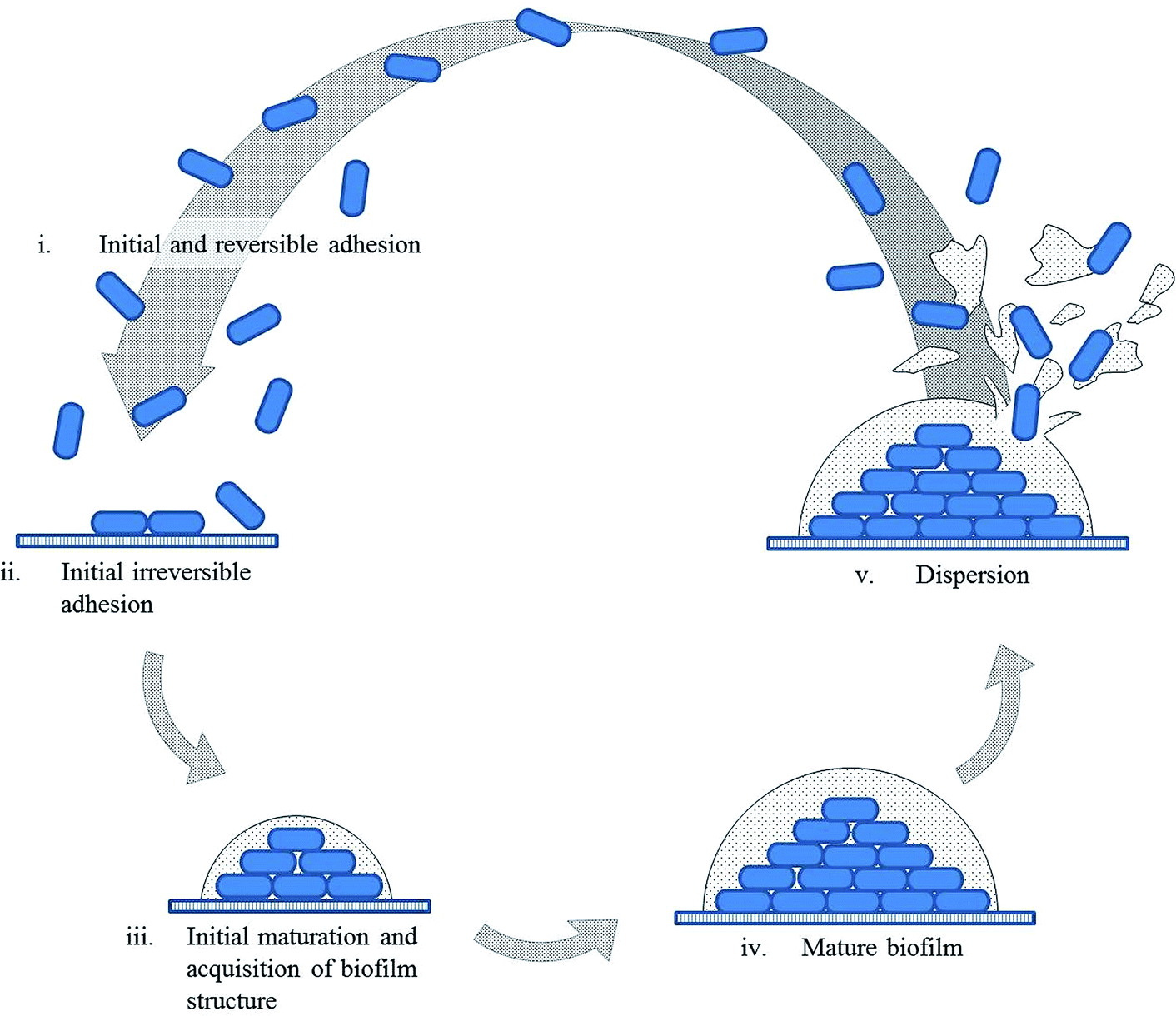 metallic bonding and crystal structure in a simplified metal lattice