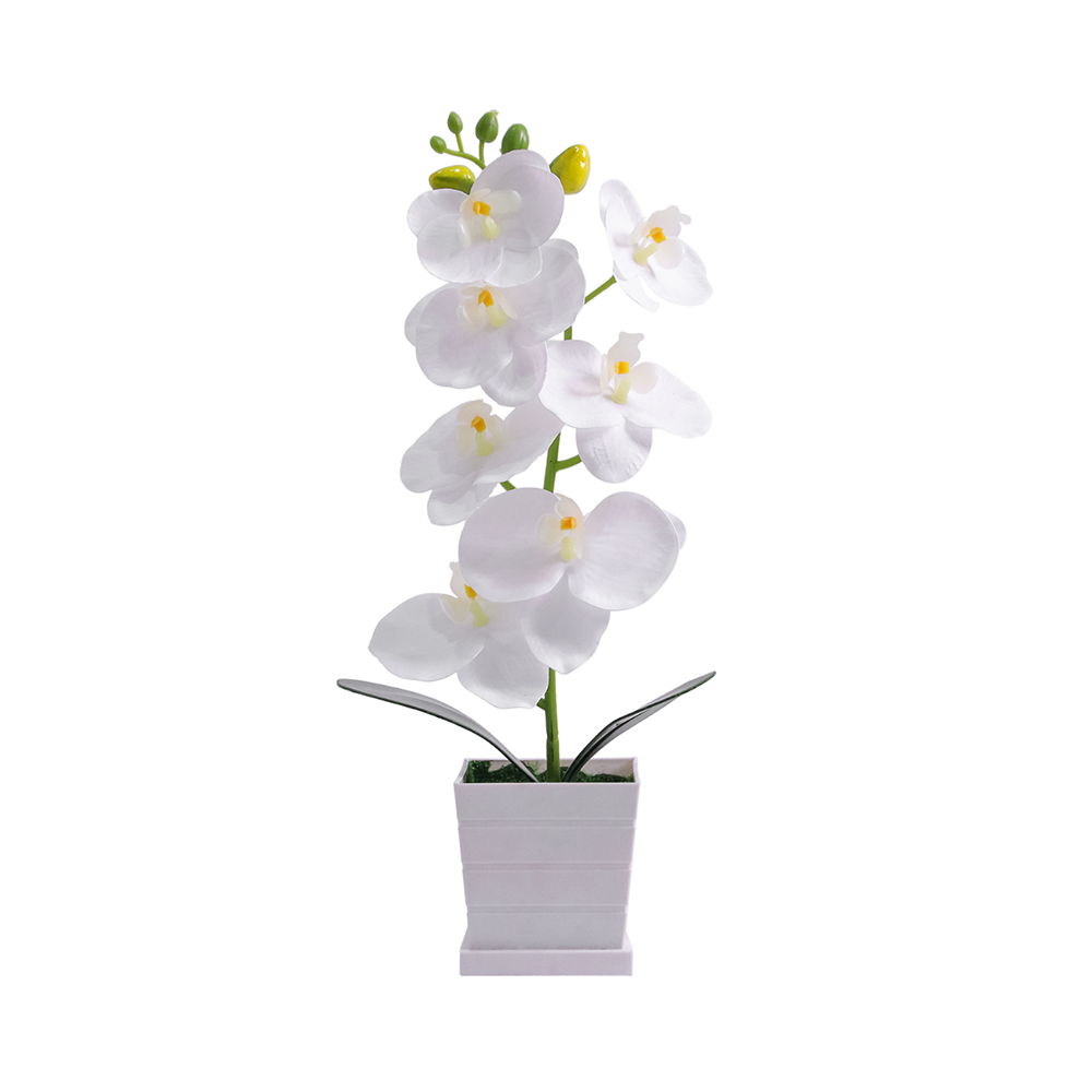 Sem Solo nem Fertilizante: Bonsai para Pessoa Preguiçosa