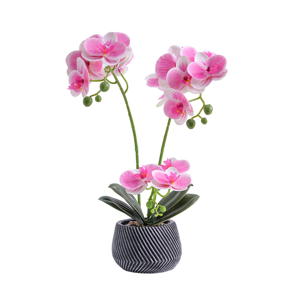 Artesanato de Zhejiang: Bonsai Durável e Anti-Envelhecimento