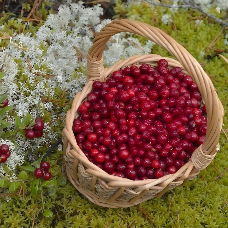 Frozen Lingonberry