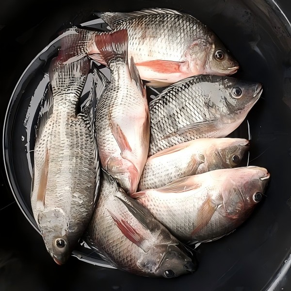 Frozen Whole Tilapia(800-900G PER PIECE)