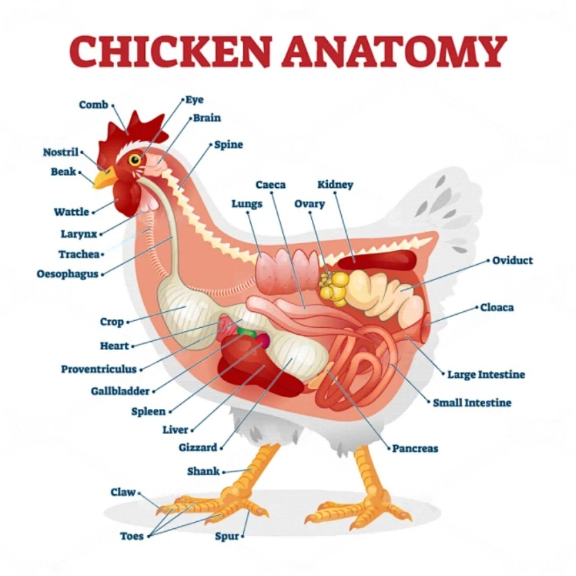 China's Chicken Trade Reversal in 2025: From Import Dependence to a New Global Export Power
