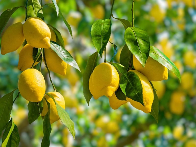 The Natural Power of Turmeric and Lemon