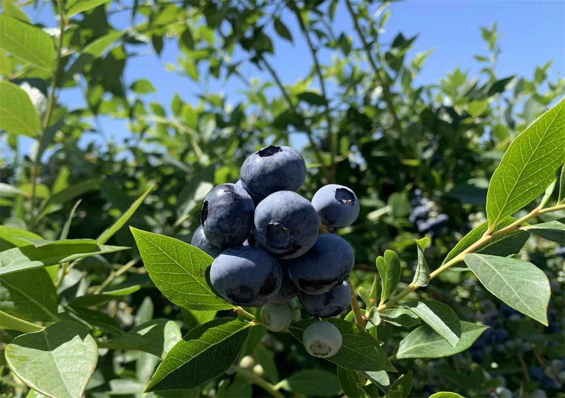 Blueberry