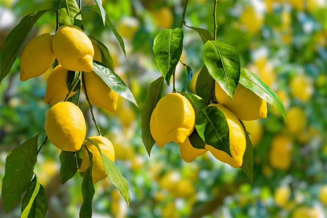 Lemon
