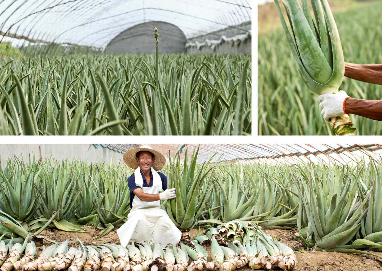 Aloe