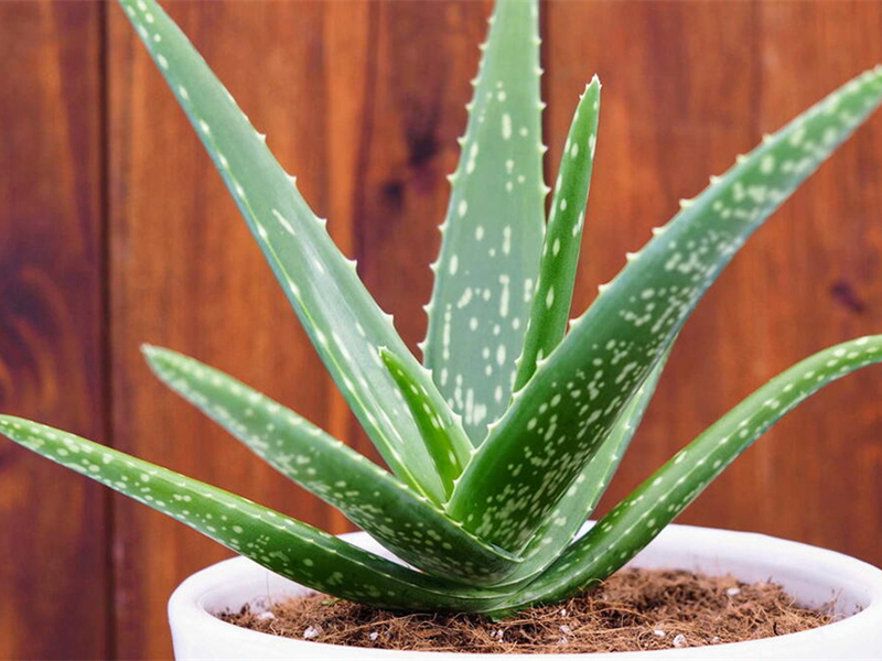  Efficacy, Varieties and Safe Usage