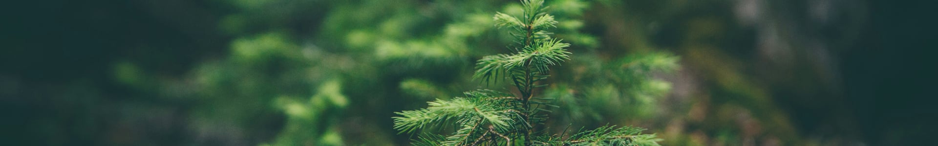 Eco-Friendly Hotel Keycards & Wooden RFID Cards | Chengdu Mind IoT