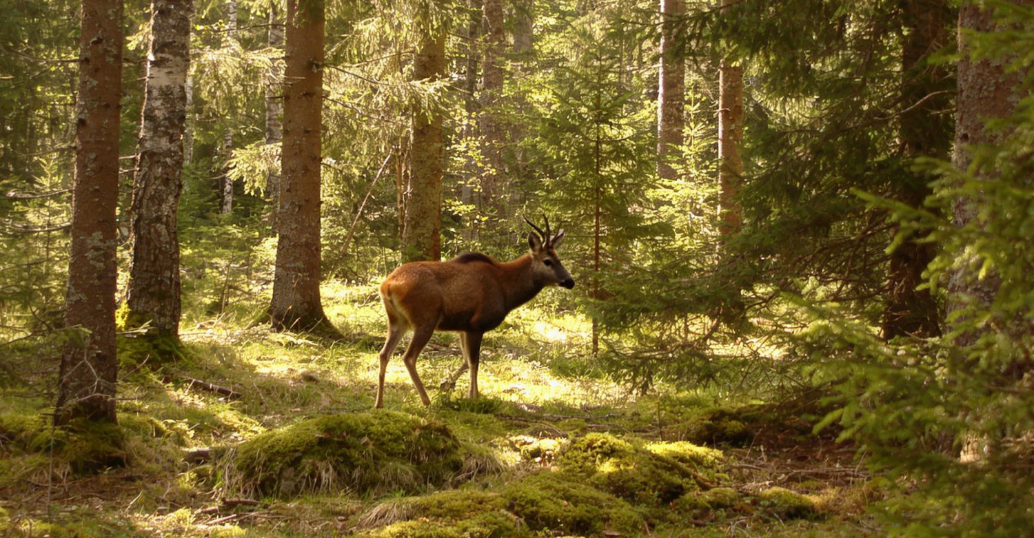 Vildtovervågning