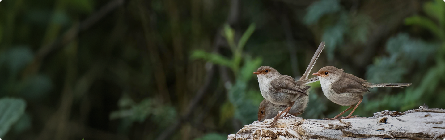 Bird Watching
