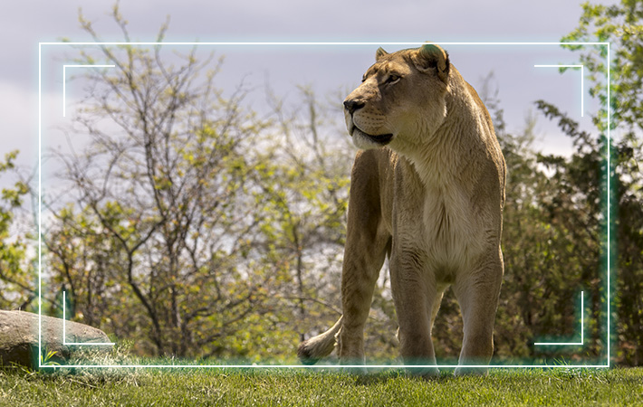 Deux affichages AMOLED de 0,49 po — Résolution de 2688 × 1520, fréquence de rafraîchissement de 60 Hz