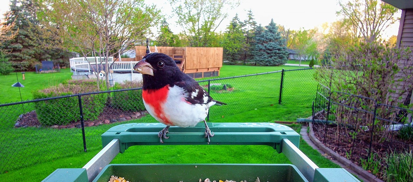 Why the Birdwatching Camera Market Has a Resolution Problem (3).jpg