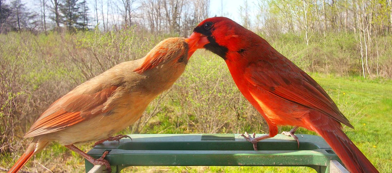 Why the Birdwatching Camera Market Has a Resolution Problem (4).jpg
