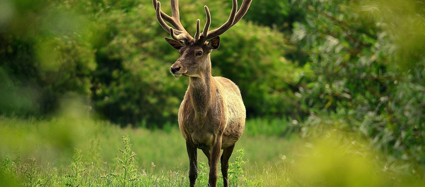 How to Build a Profitable 4G Cellular Trail Camera Brand (2).jpg