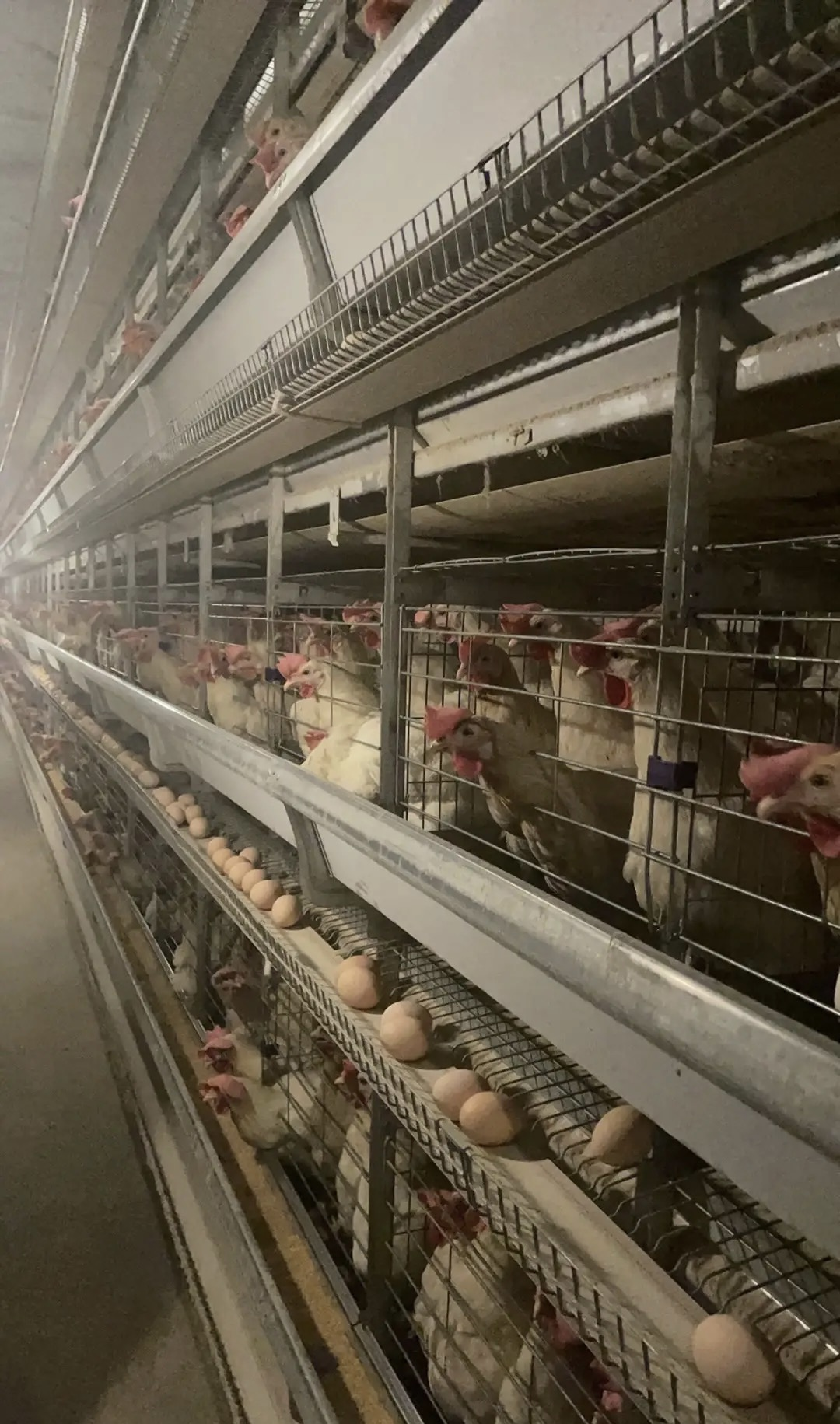 鶏小屋でのスペースの最適化方法